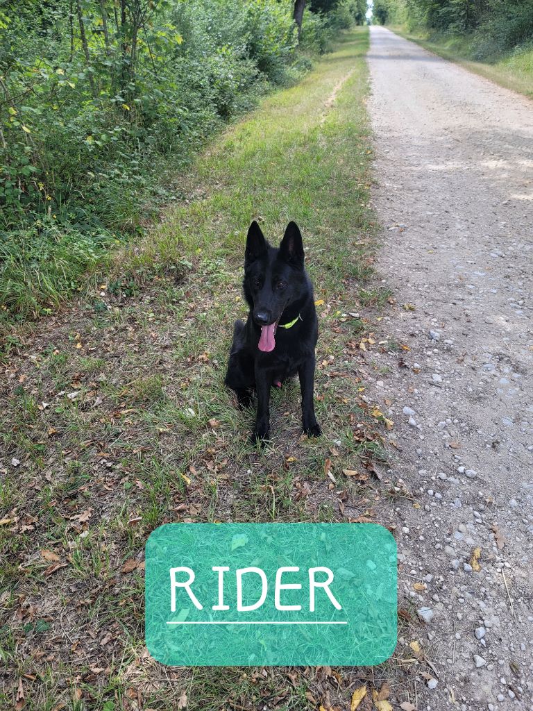 Rider Du mystere d'arroc