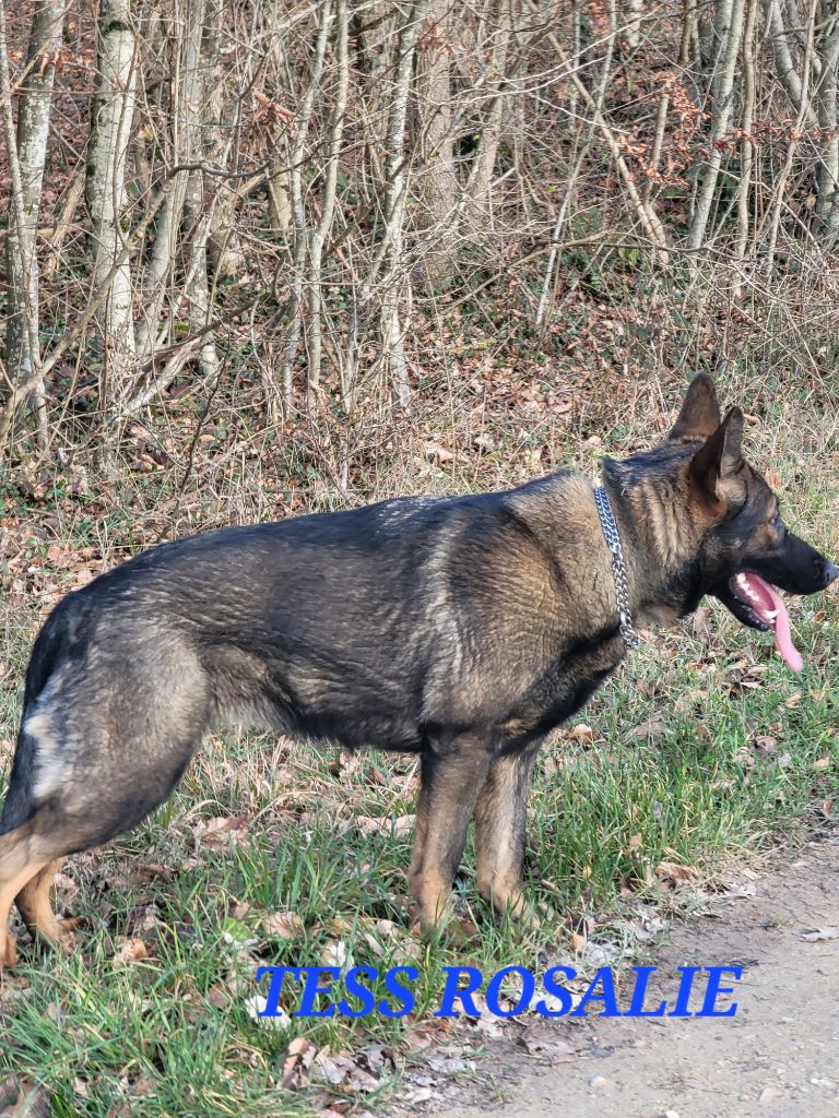 Tess rosalie Des éclairs De Fureur