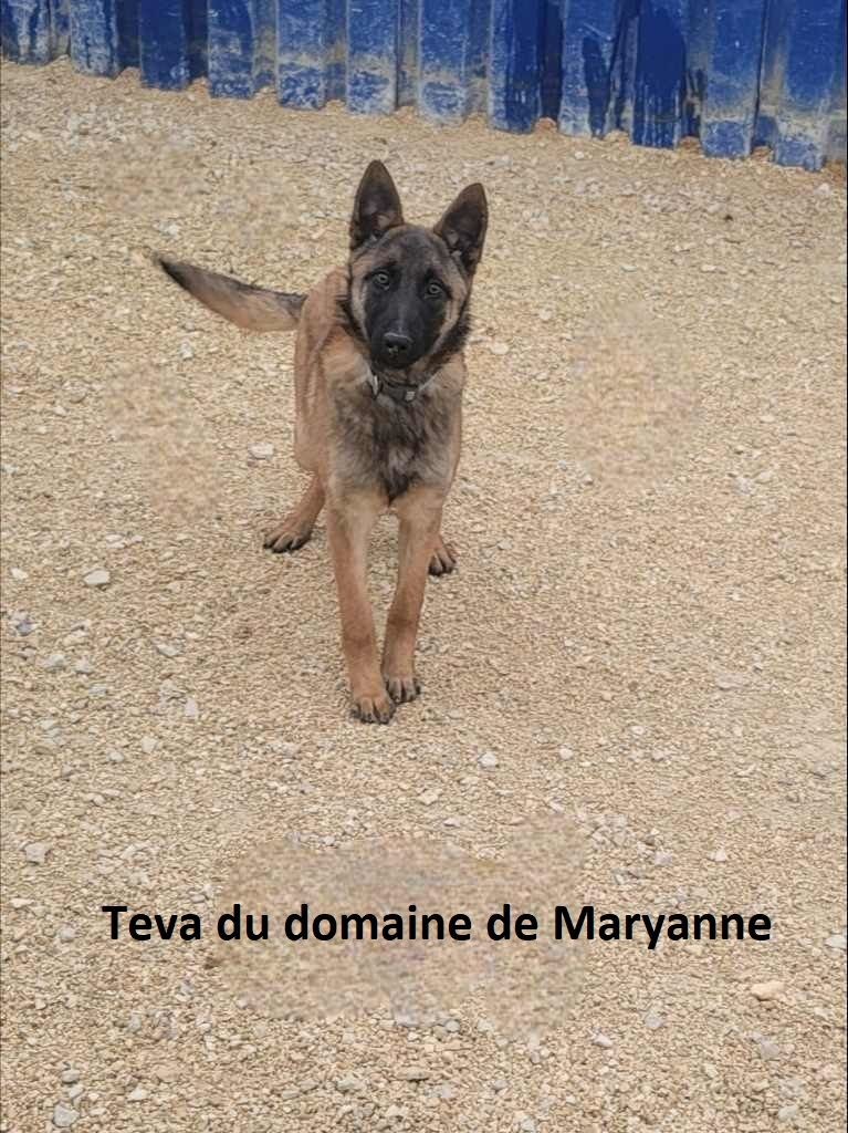 Teva Du domaine de maryanne