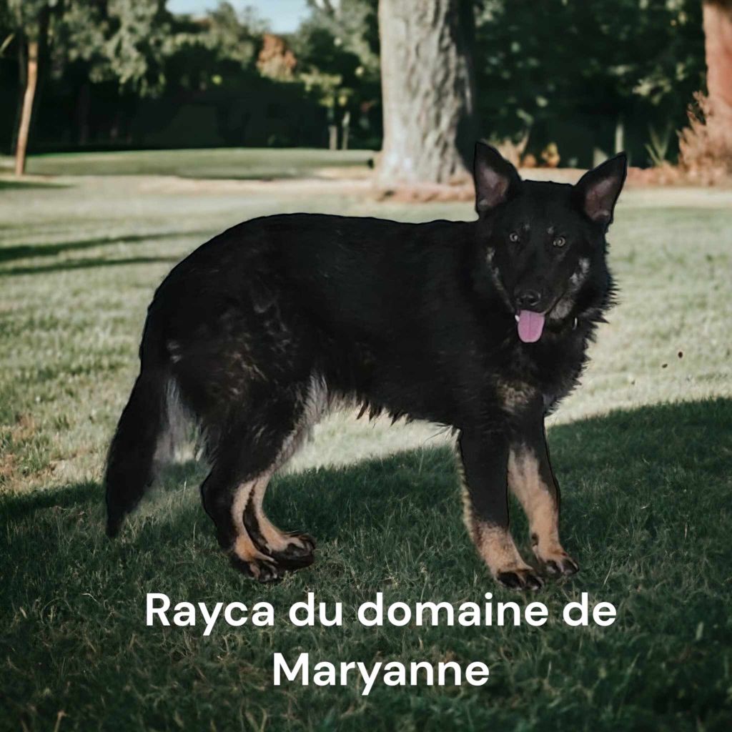 Rayca Du domaine de maryanne
