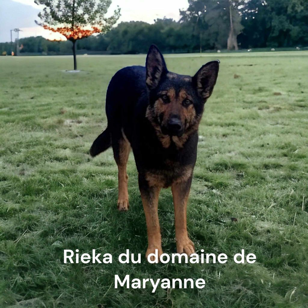 Ryeka Du domaine de maryanne