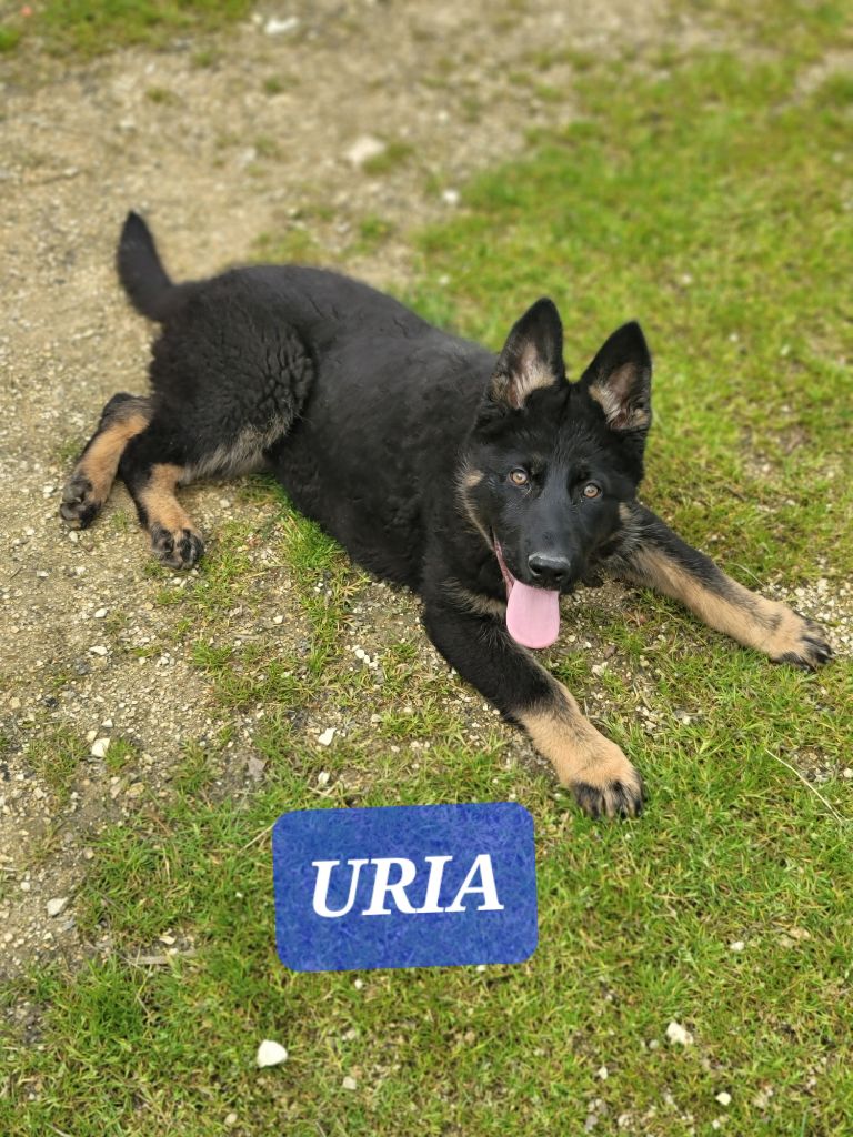 Uria Du domaine de maryanne