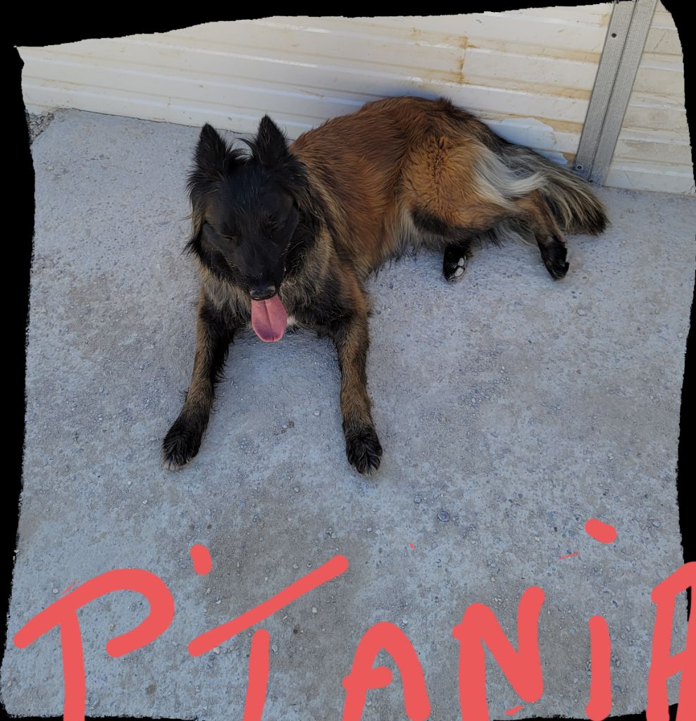 P'tania du bois blancval
