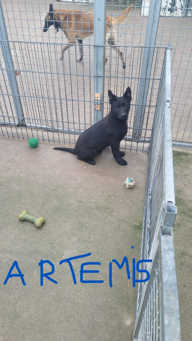 Artemis Du domaine de maryanne