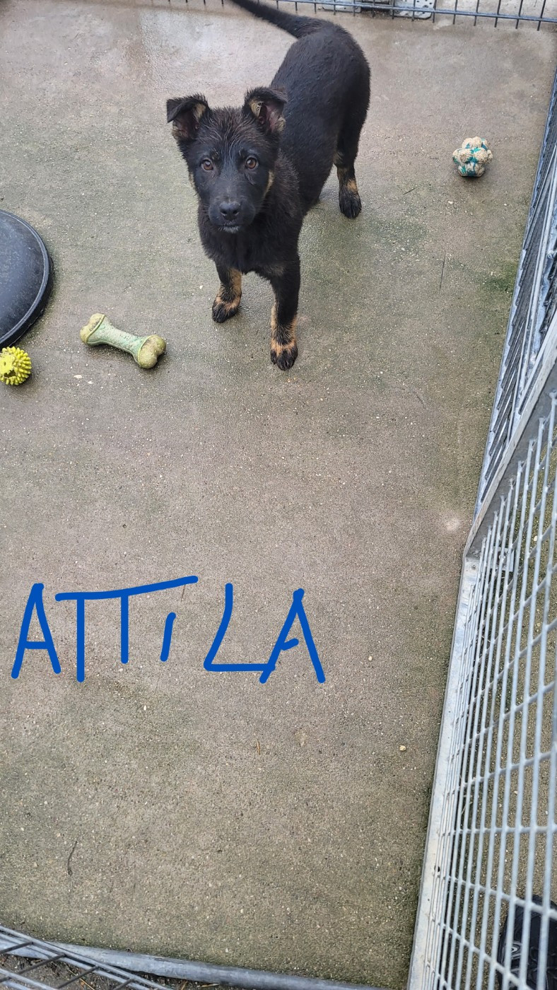 ATTILA Du domaine de maryanne