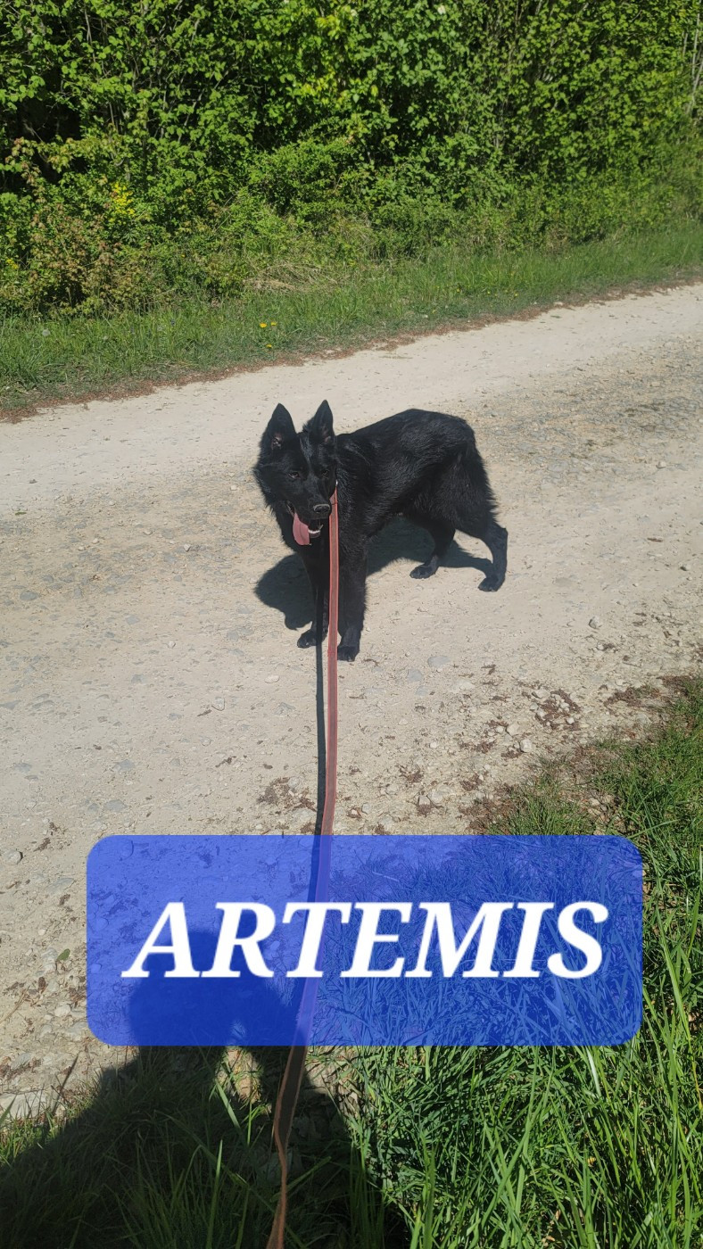 Artemis Du domaine de maryanne