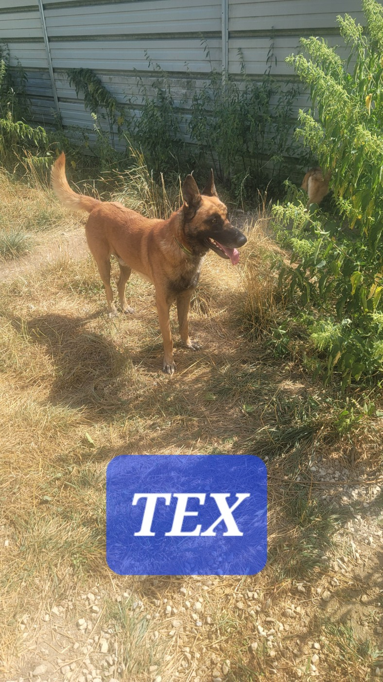 Tex du Paradis des Edelweiss