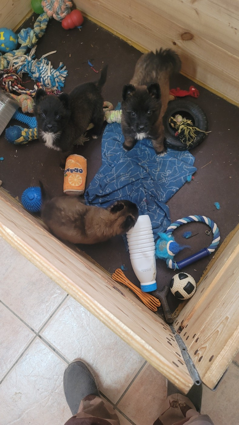 Du domaine de maryanne - Chiots disponibles - Berger Belge