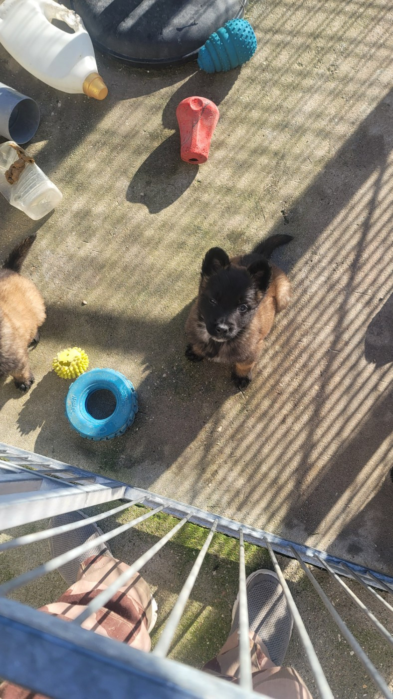 Du domaine de maryanne - Chiots disponibles - Berger Belge