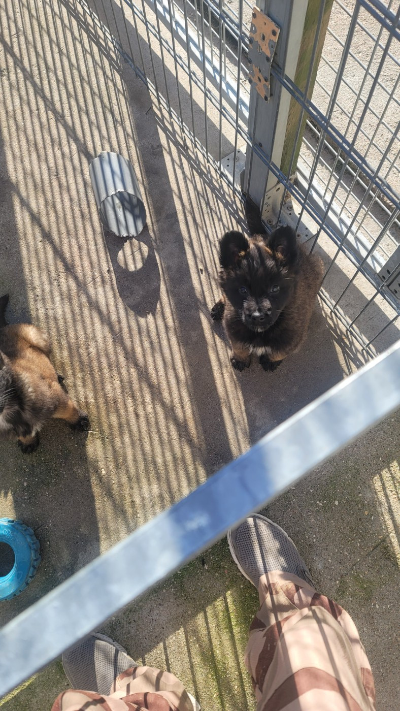 Du domaine de maryanne - Chiots disponibles - Berger Belge