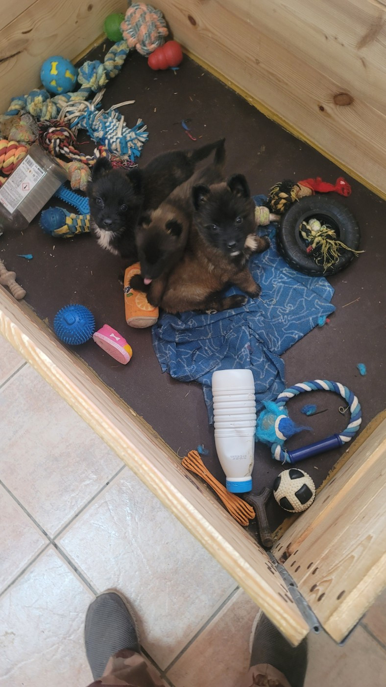 Du domaine de maryanne - Chiots disponibles - Berger Belge