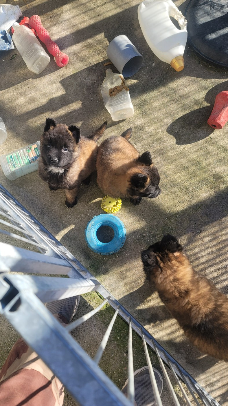 Du domaine de maryanne - Berger Belge - Portée née le 07/09/2025