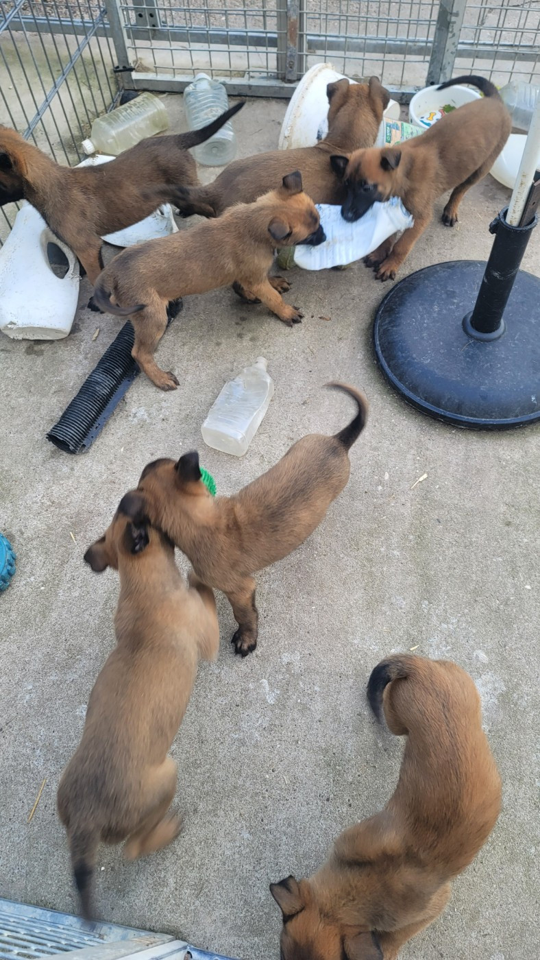 Du domaine de maryanne - Chiots disponibles - Berger Belge