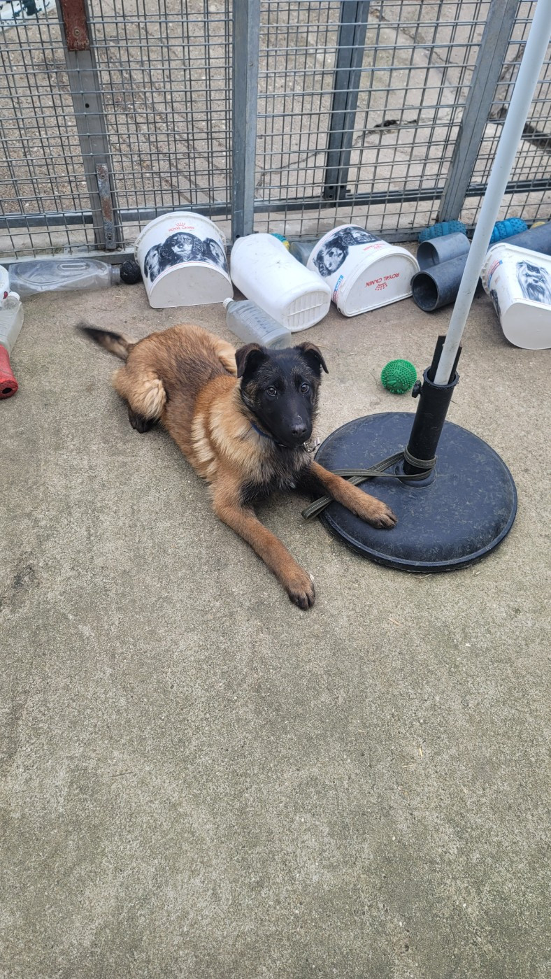 Chiot Berger Belge Du domaine de maryanne