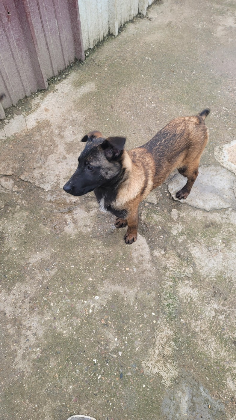 Du domaine de maryanne - Chiots disponibles - Berger Belge