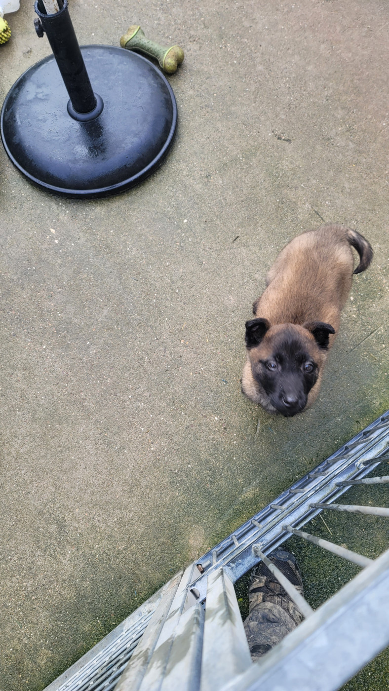 Du domaine de maryanne - Berger Belge - Portée née le 10/12/2025